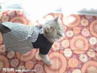 苏州隆格维服饰有限公司