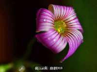 苏州隆格维服饰有限公司