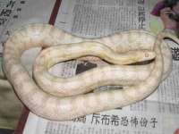 苏州隆格维服饰有限公司