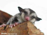 苏州隆格维服饰有限公司